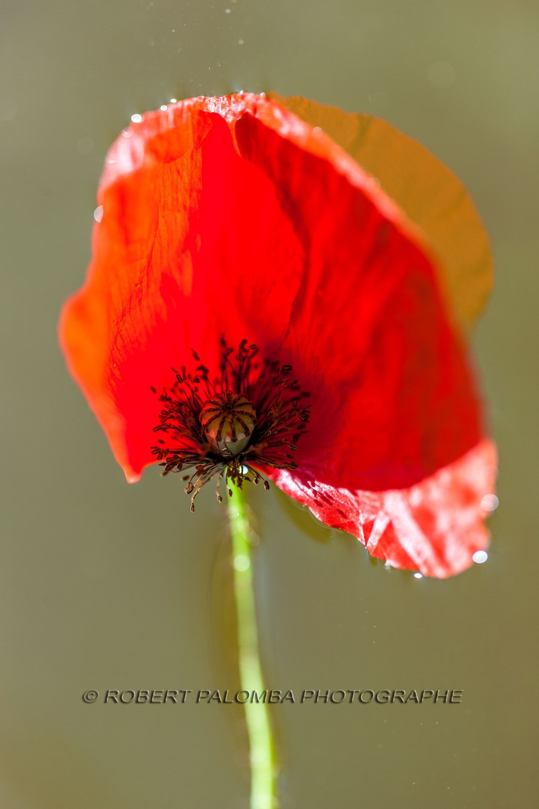 Coquelicot