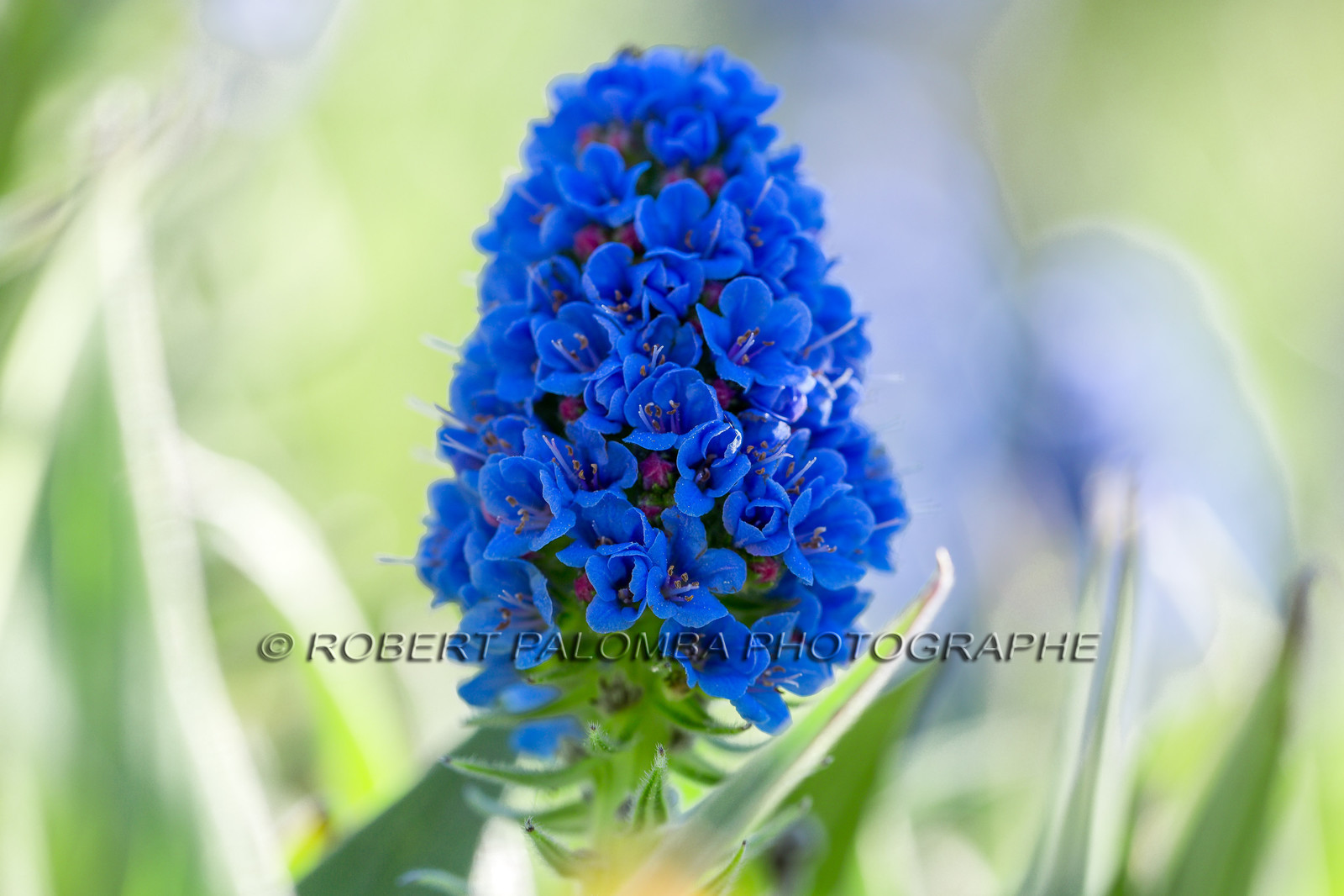 Flore Méditerranéenne