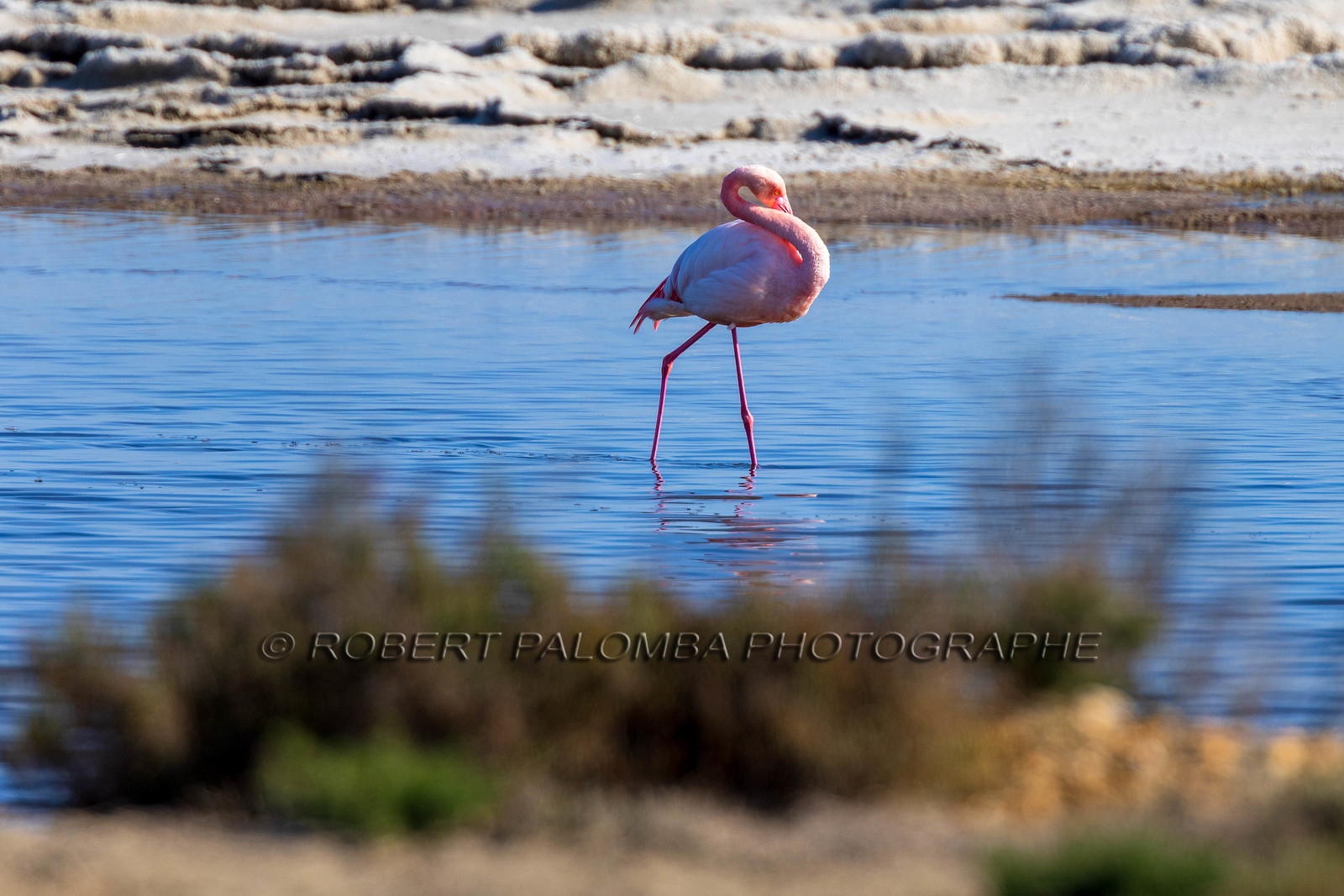 Flamant rose