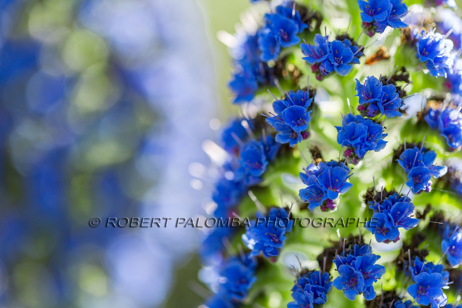 Flore Méditerranéenne