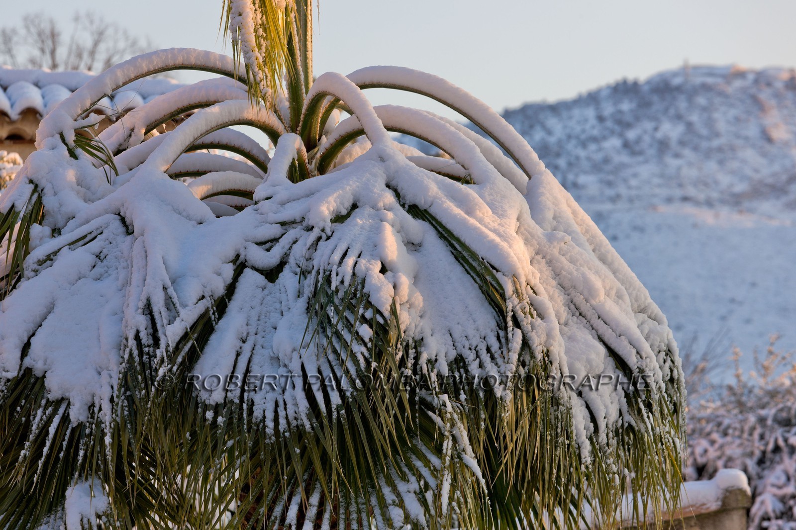 Palmier sous la neige