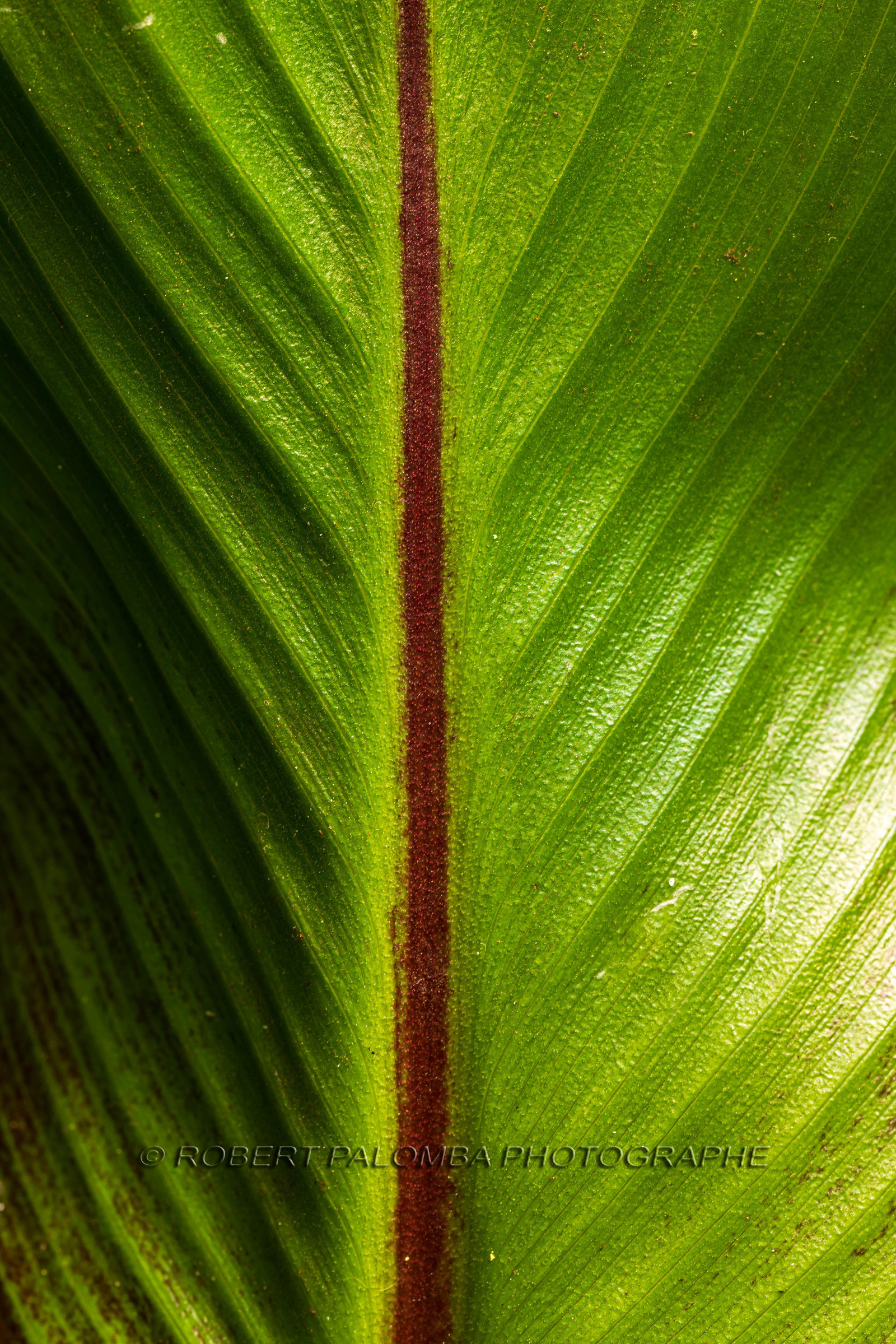 Flore méditerranéenne