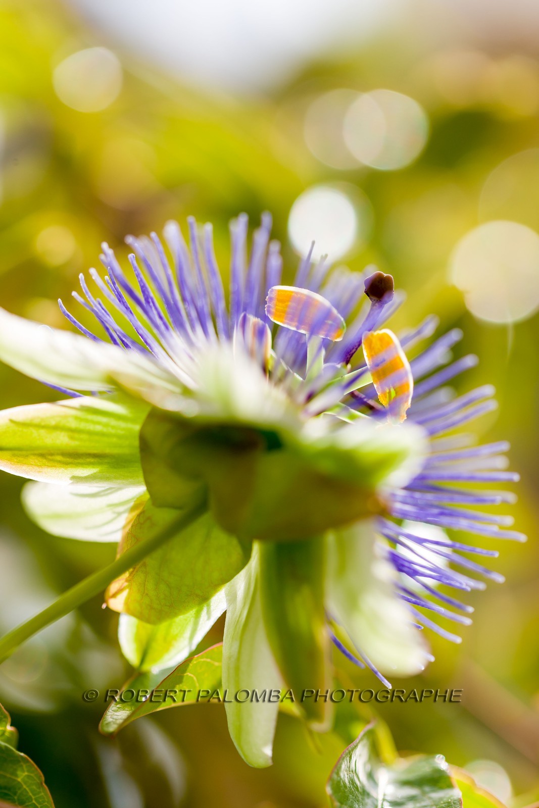 Flore méditerranéenne