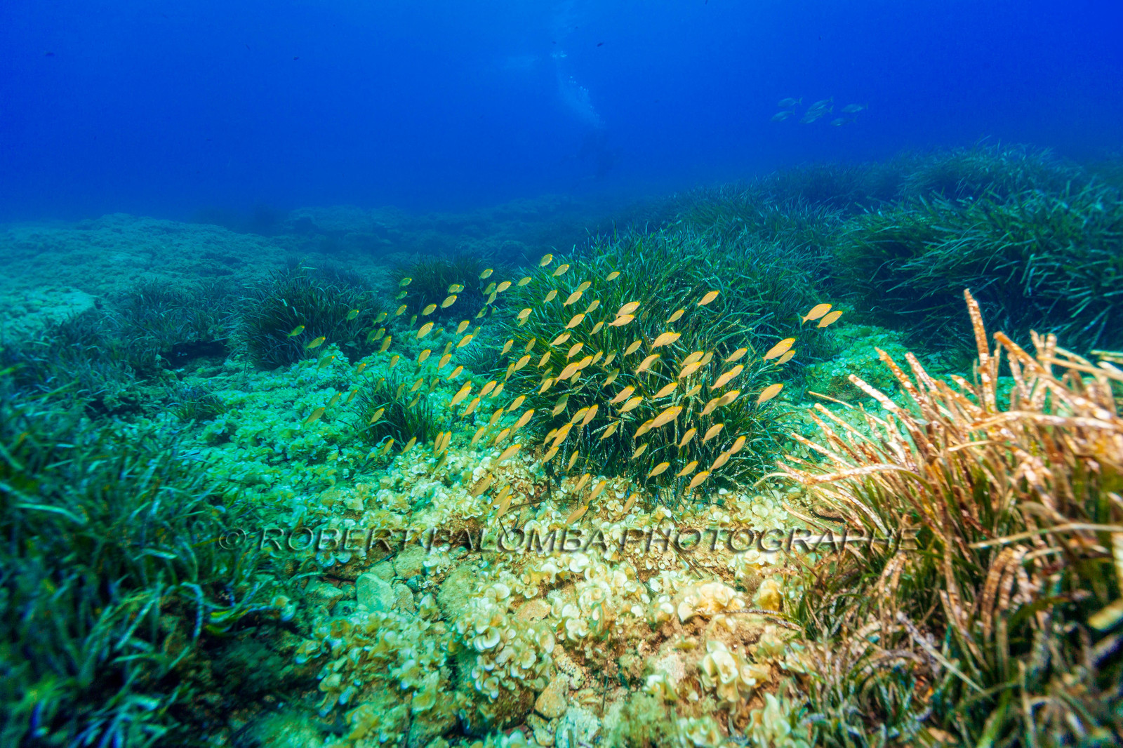 Plongée-sous-marine