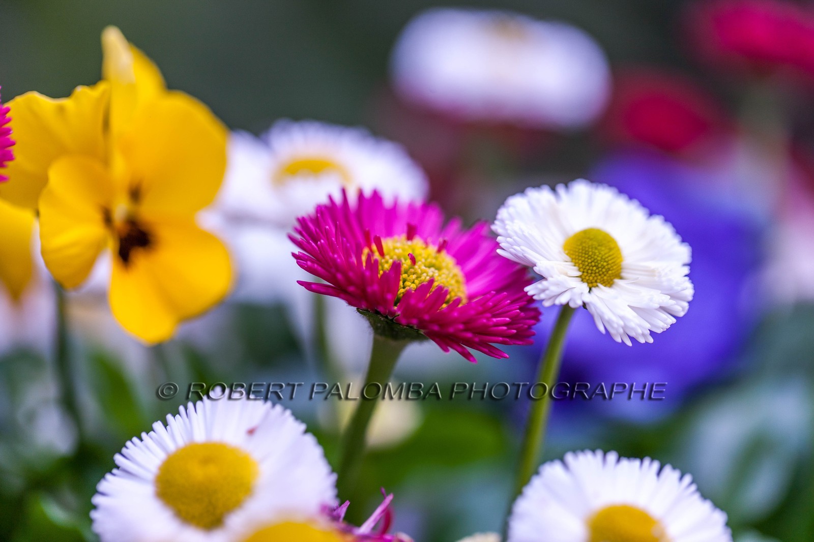 Flore méditerranéenne