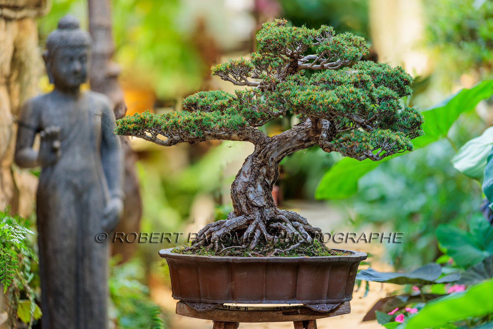 Bonsai