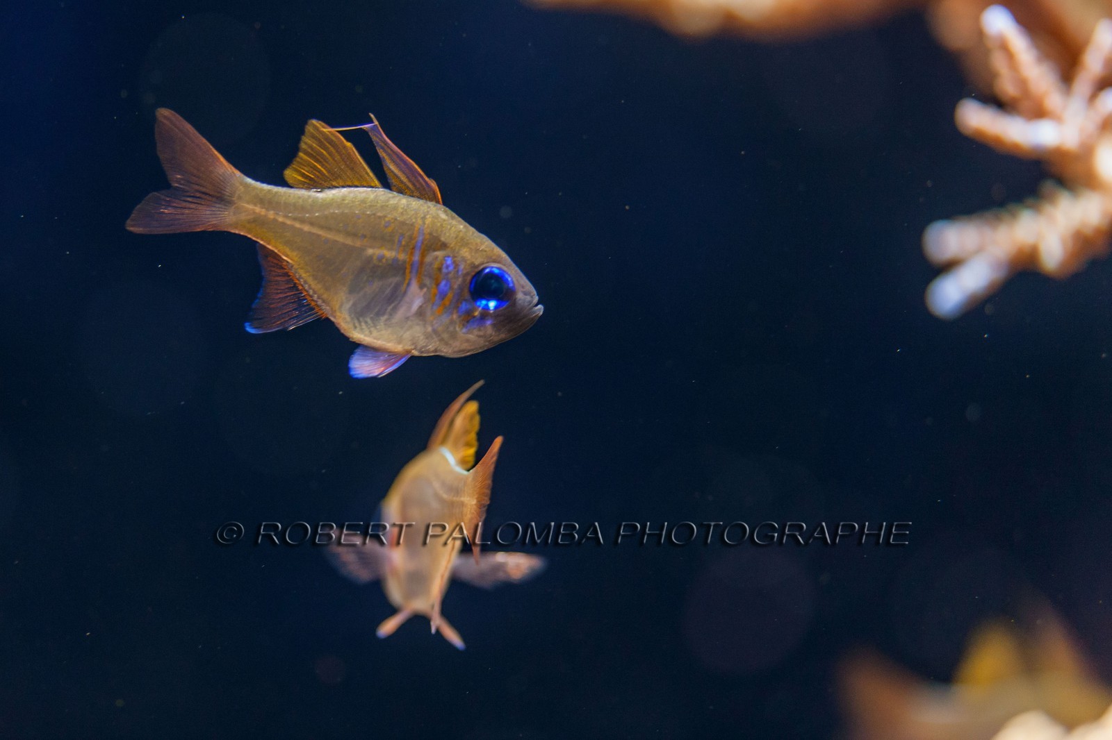 Musée Océanographique de Monaco