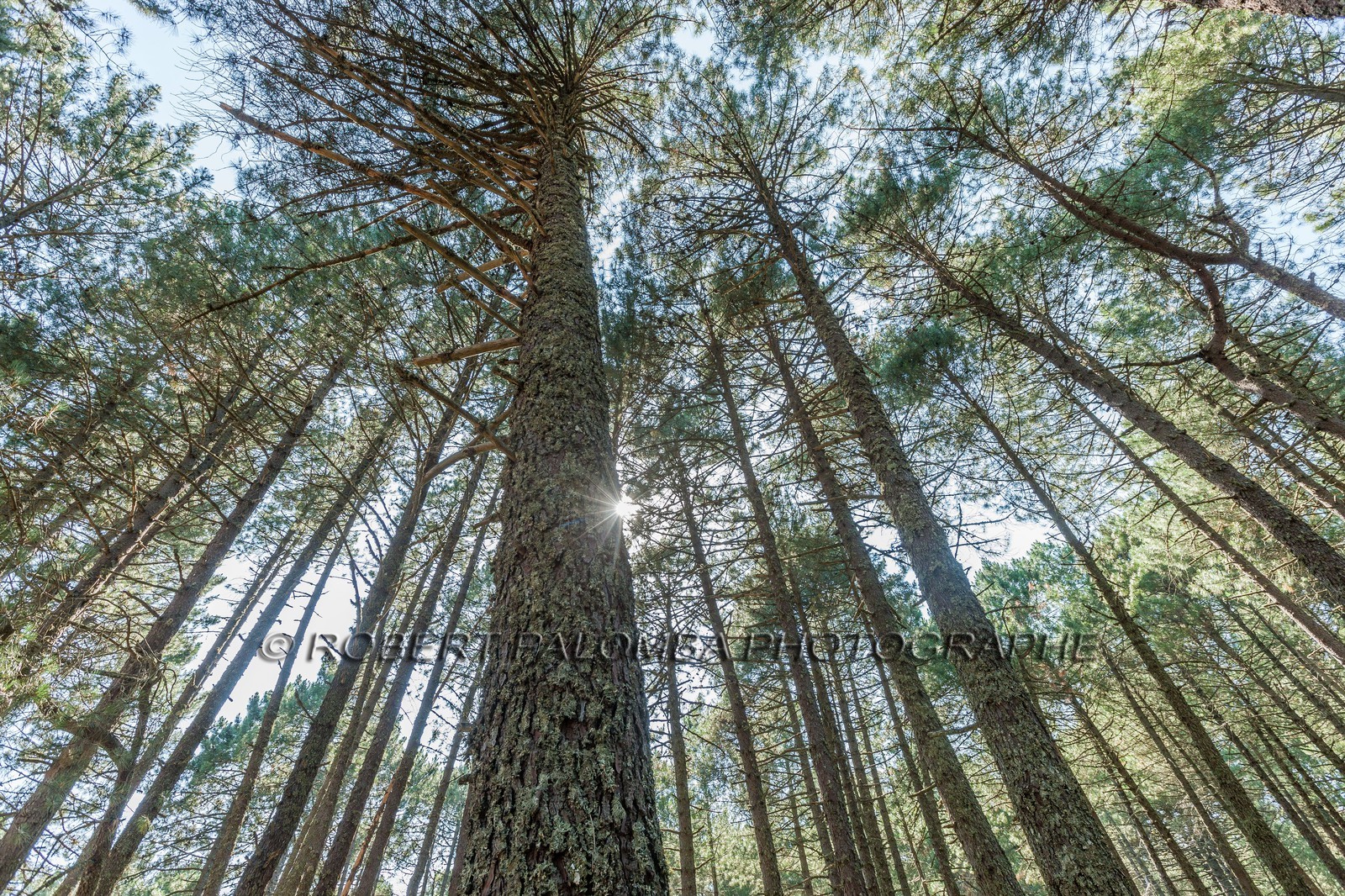 Forêt de l'Ospédale