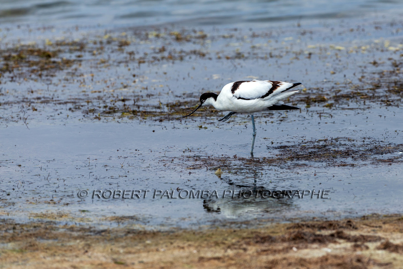 Salins d'Hyères