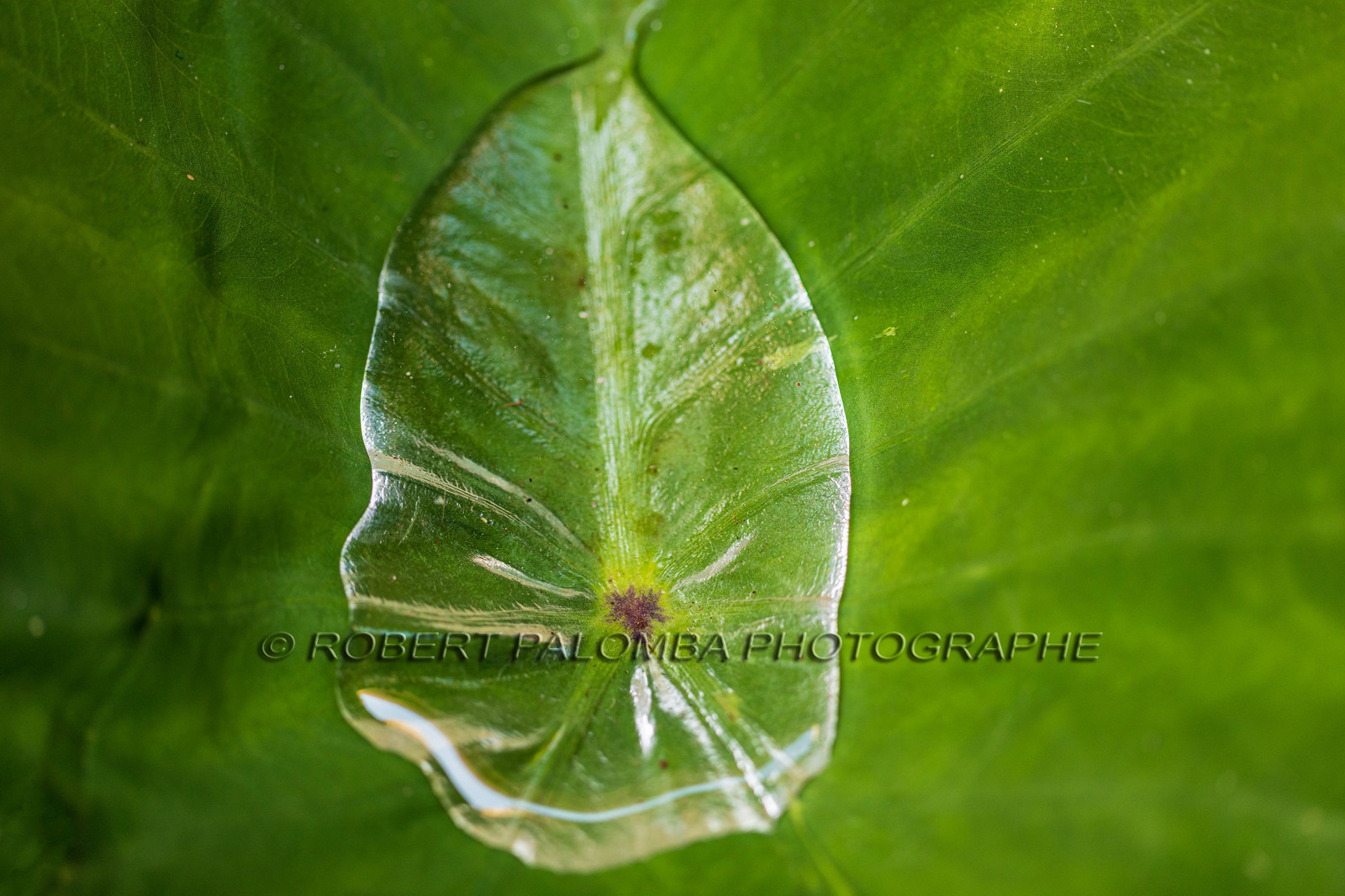 Flore méditerranéenne