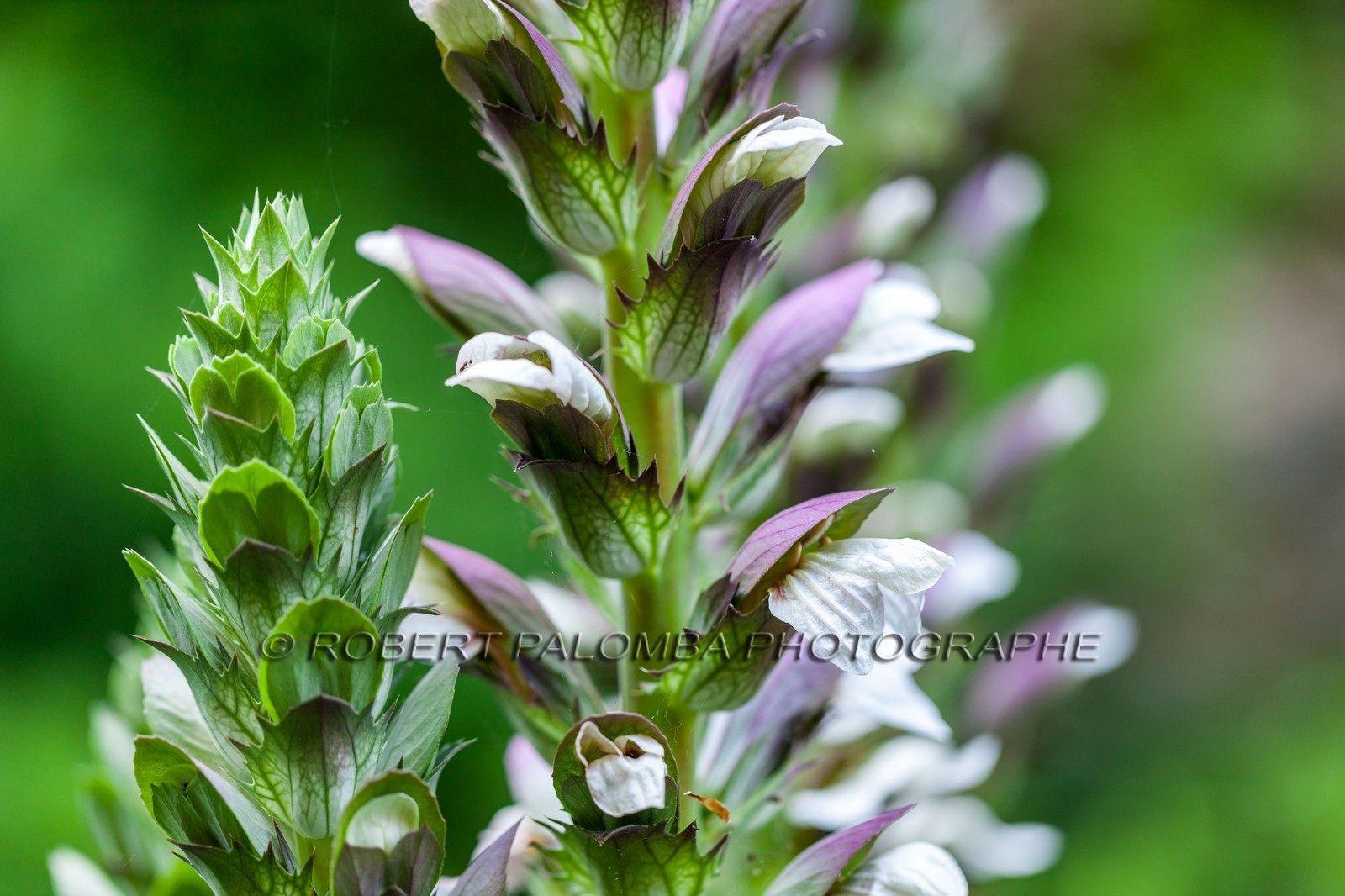 Flore Méditerranéenne