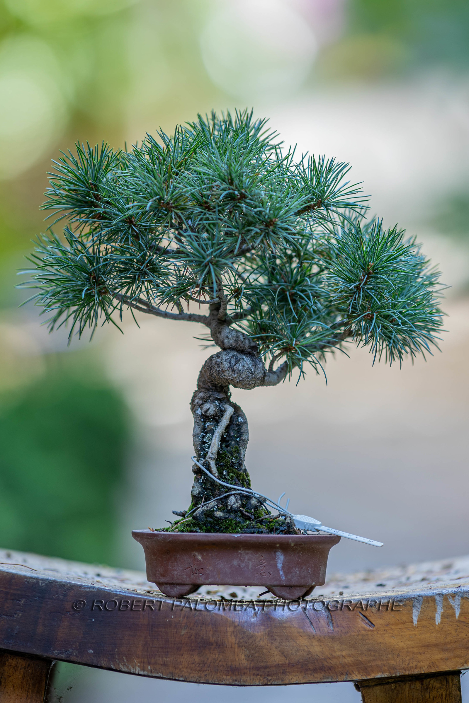 Bonsai