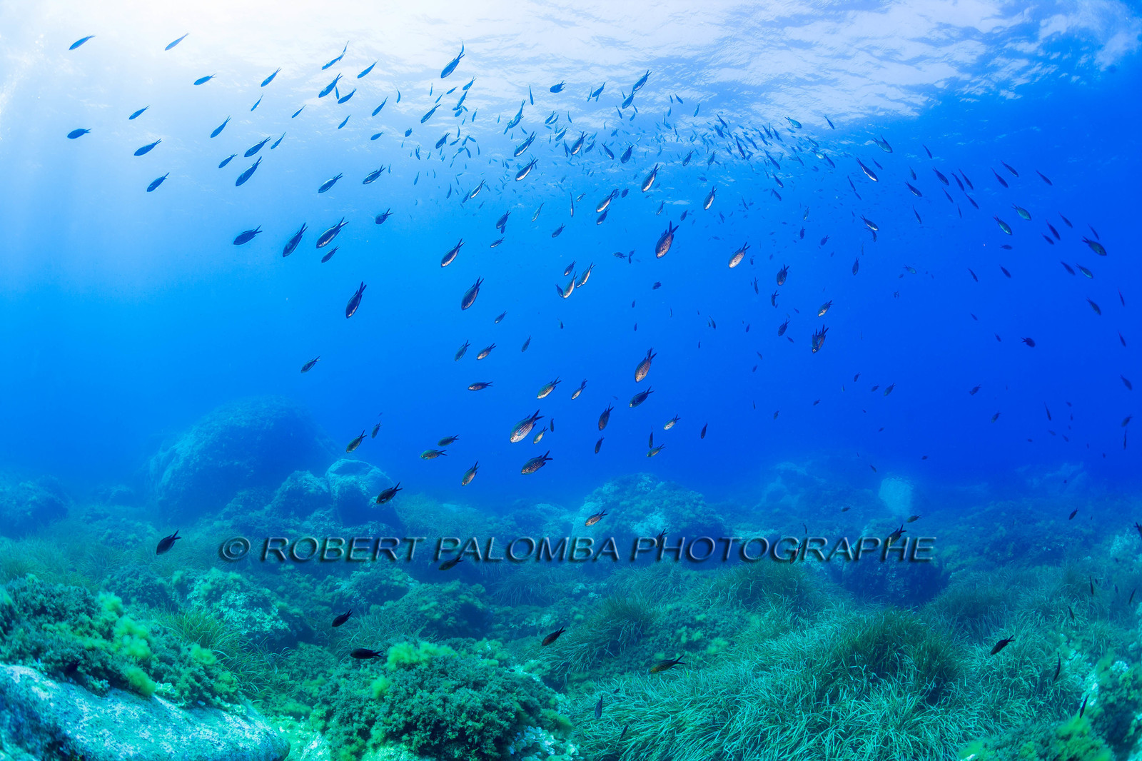 Plongée-sous-marine