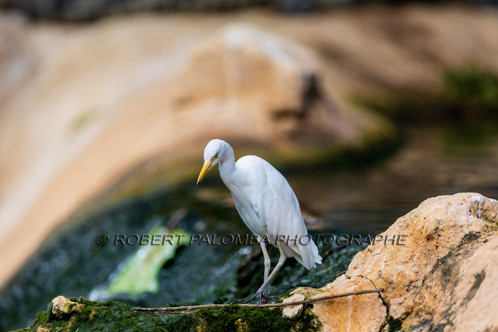 La Ferme aux crocodiles