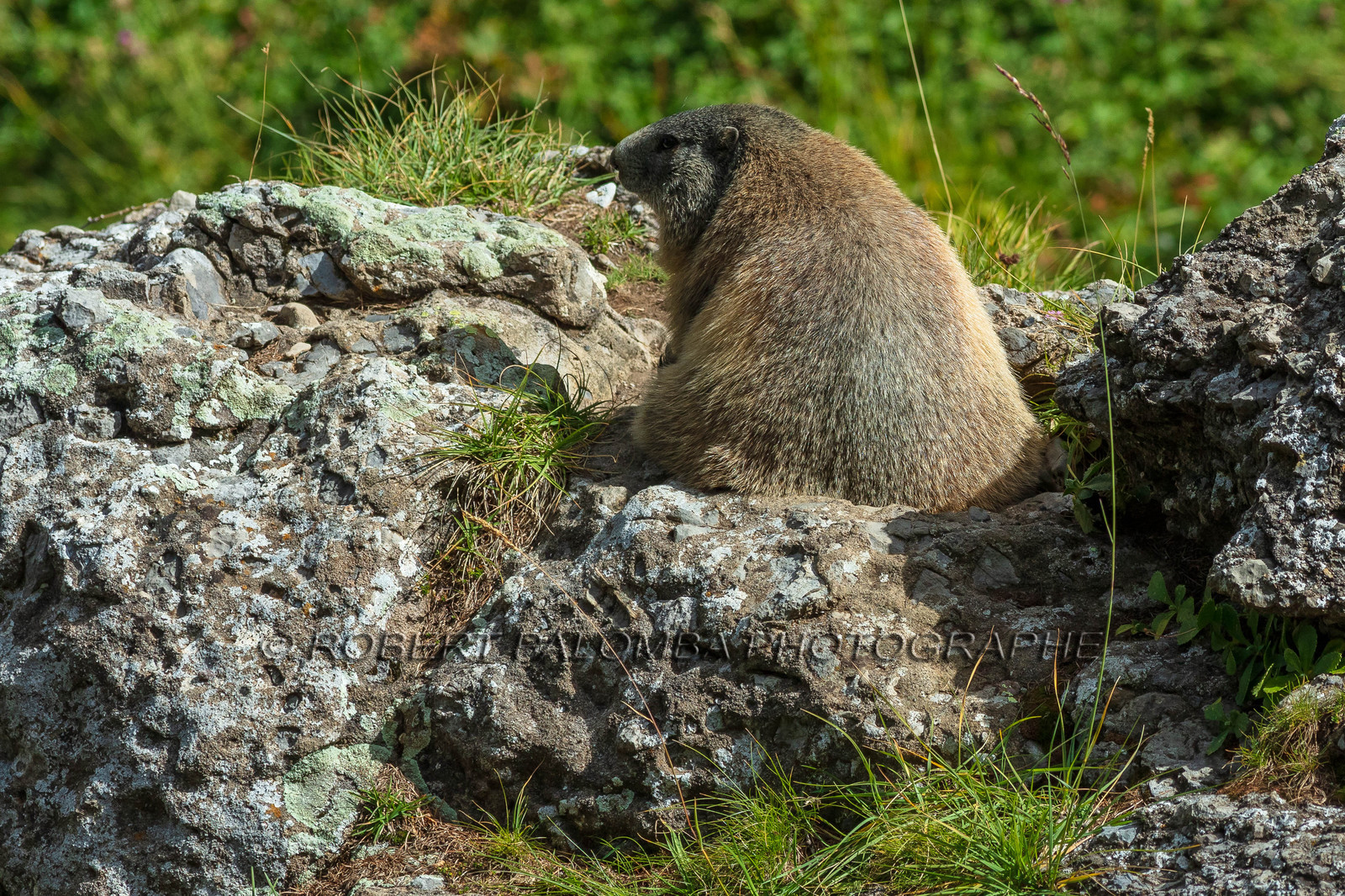 Marmotte