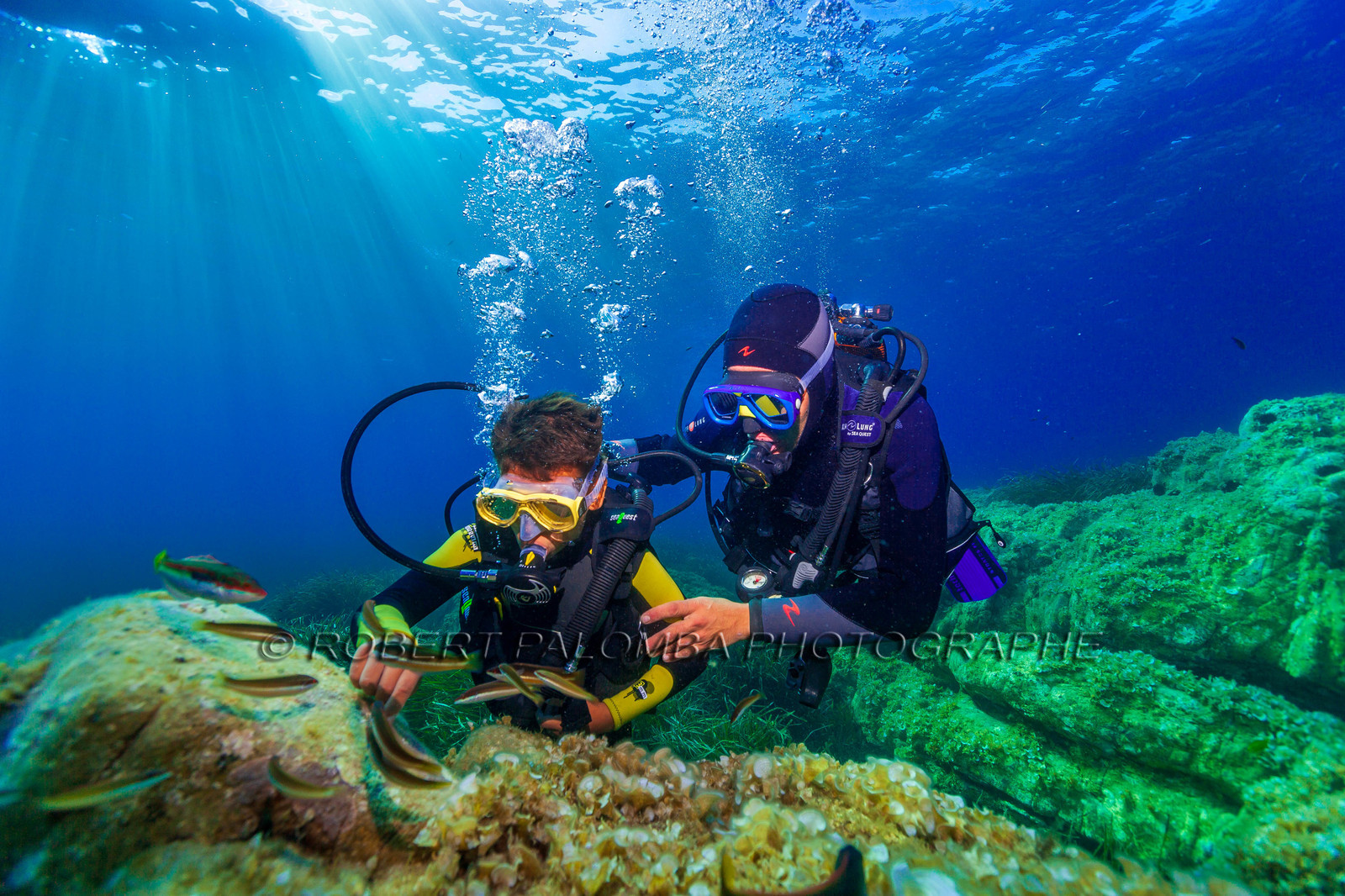 Plongée-sous-marine
