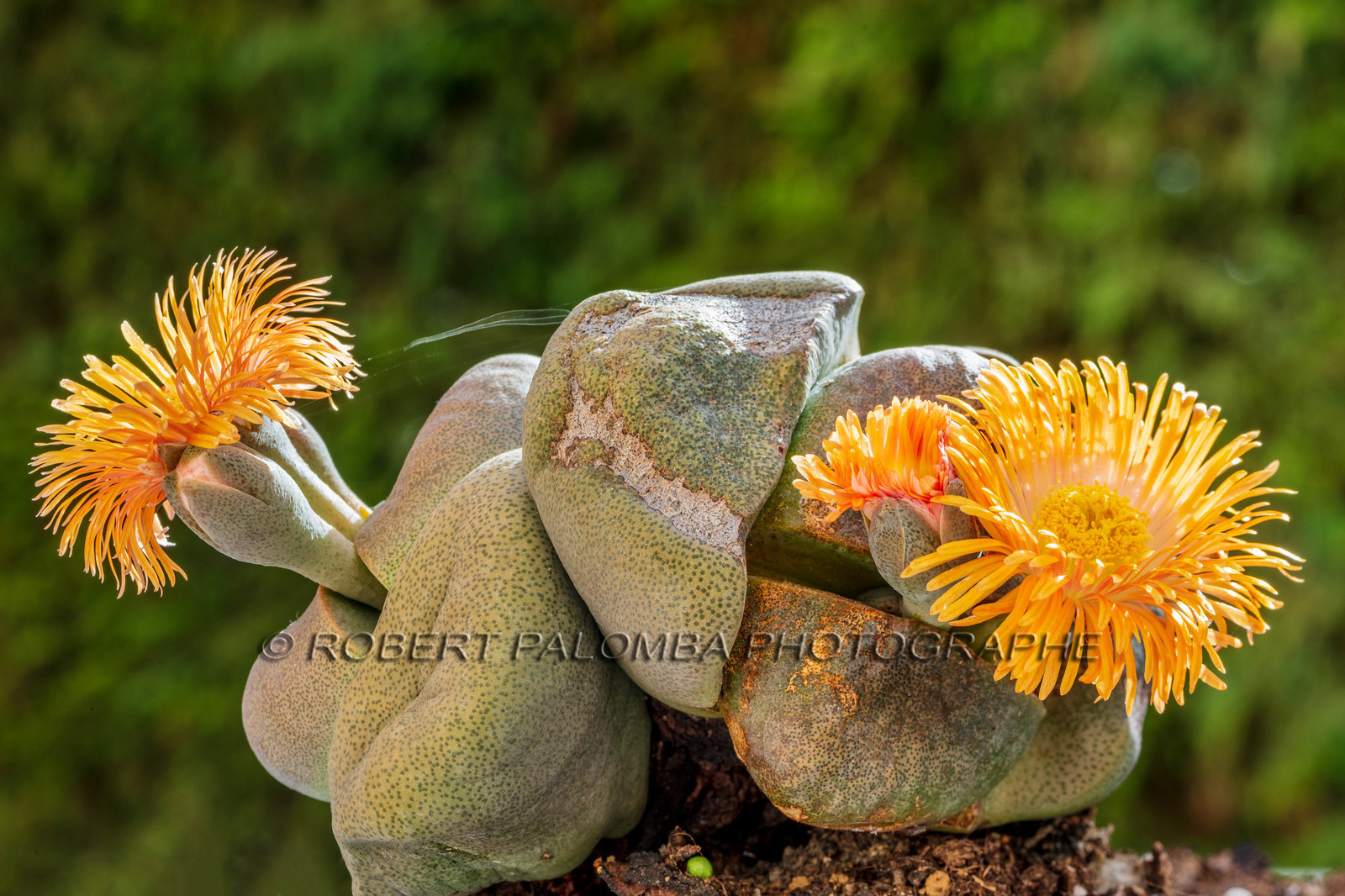 Flore Méditerranéenne