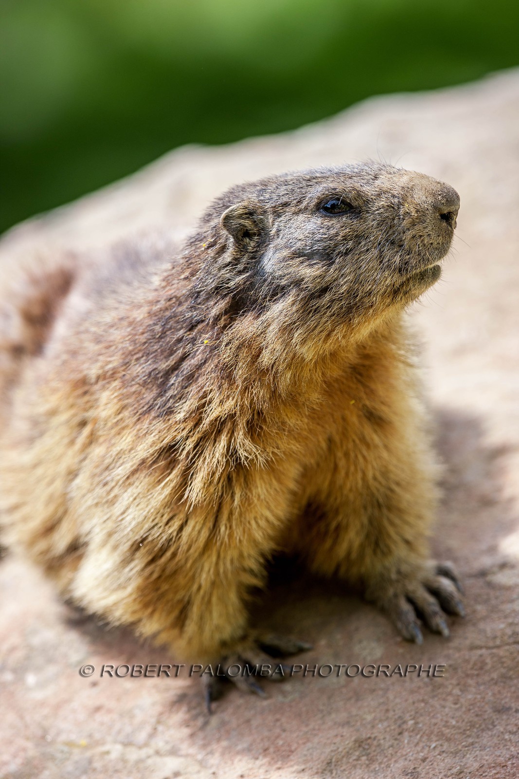 Marmotte, Marmota