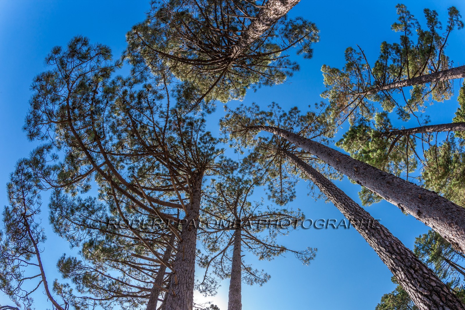 Forêt de l'Ospédale