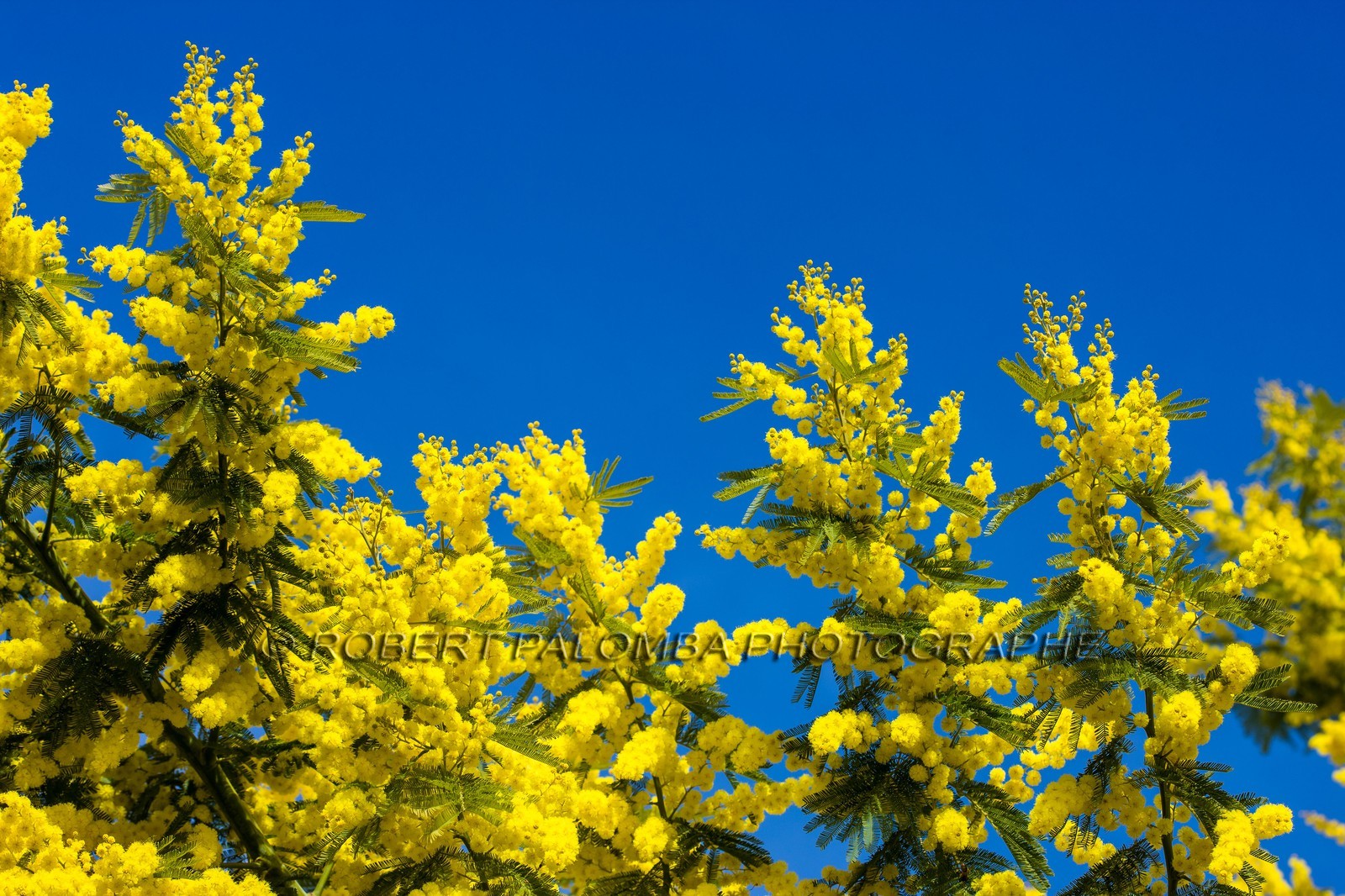 Mimosas