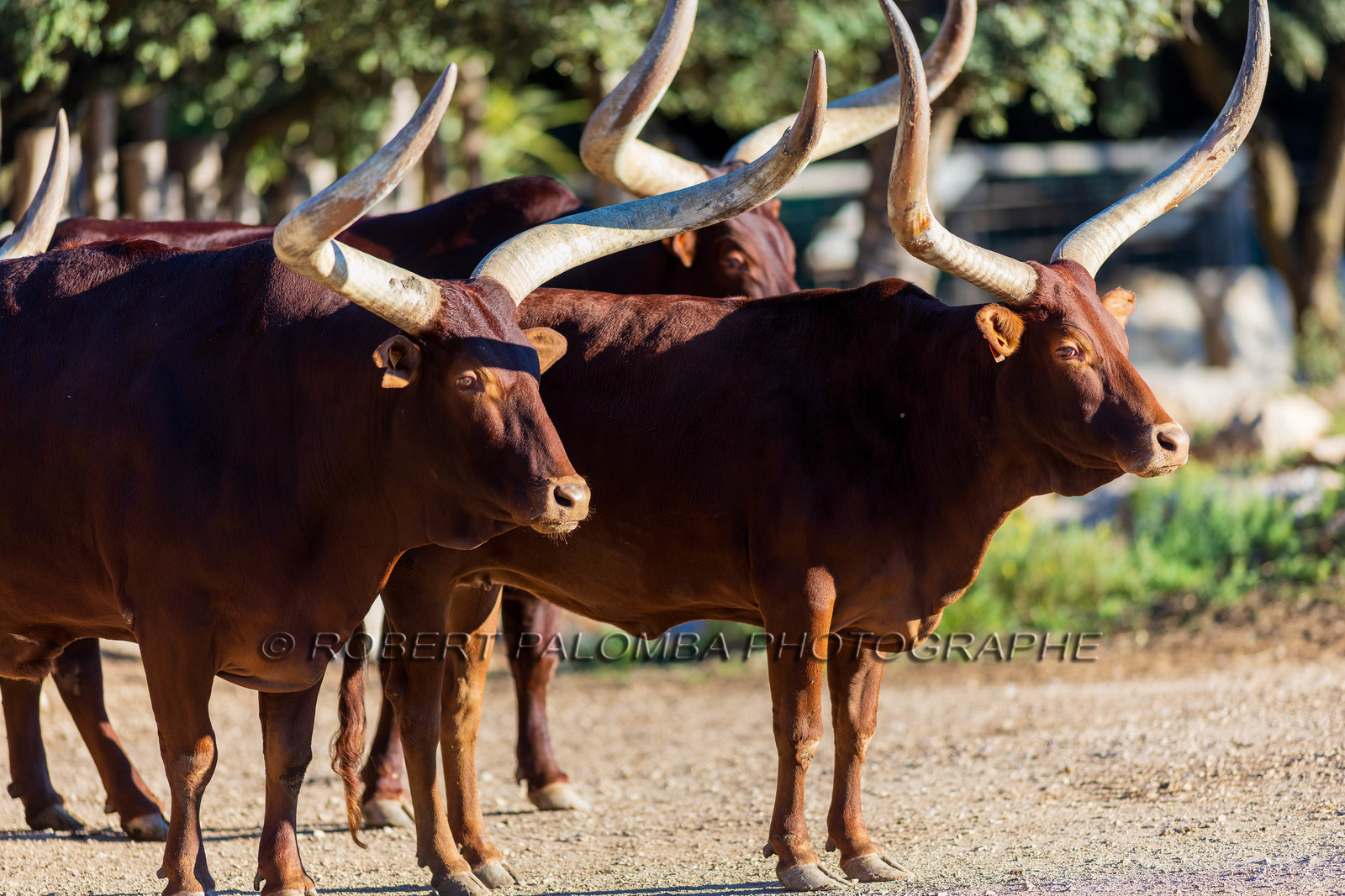 Parc animalier de la Barben
