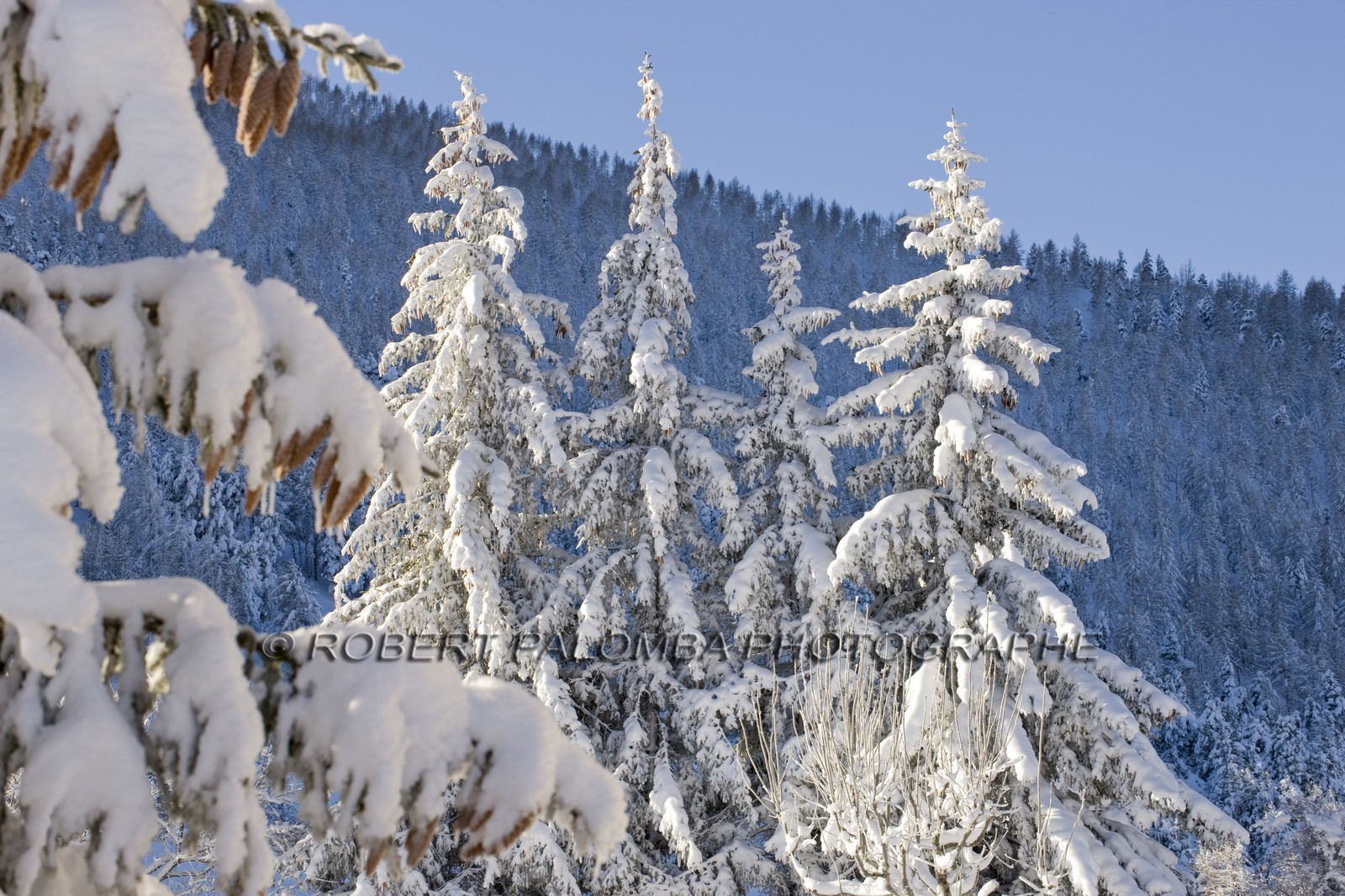 Arbres enneigés