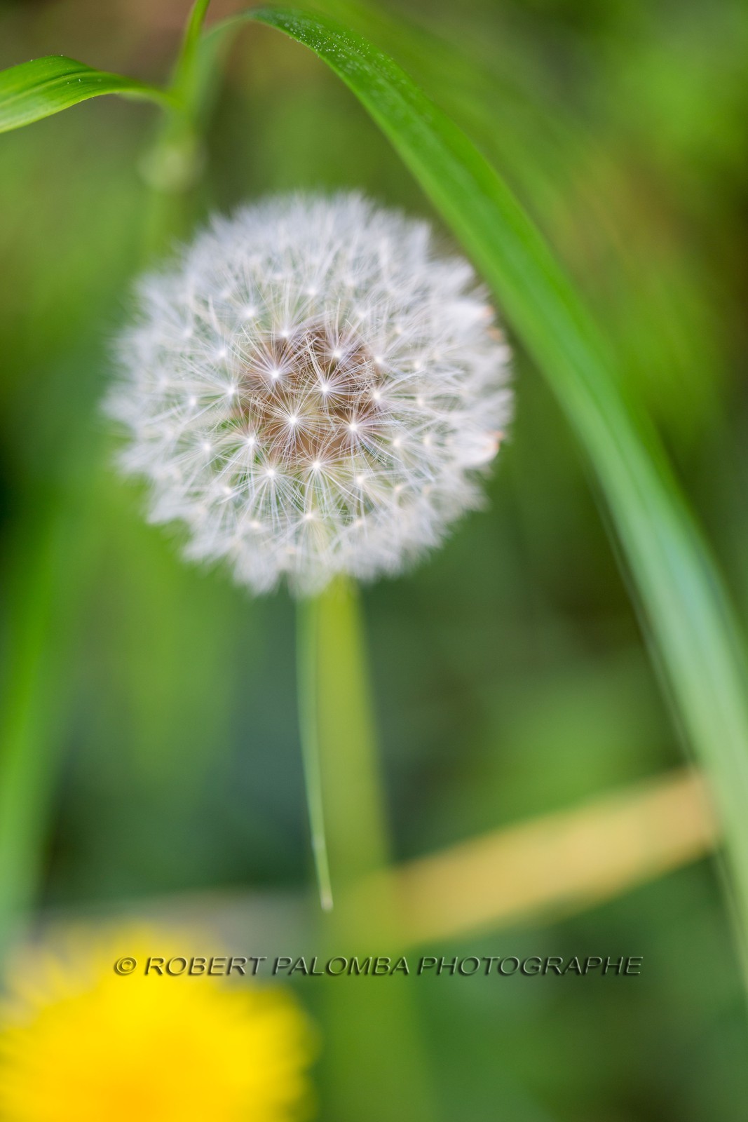 Pissenlit dit Taraxacum