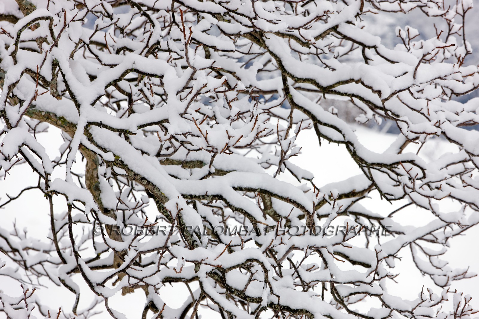 Arbres enneigés