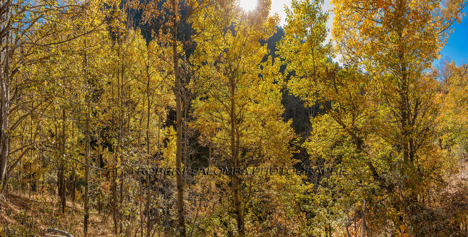 Saint-Dalmas-le-Selvage