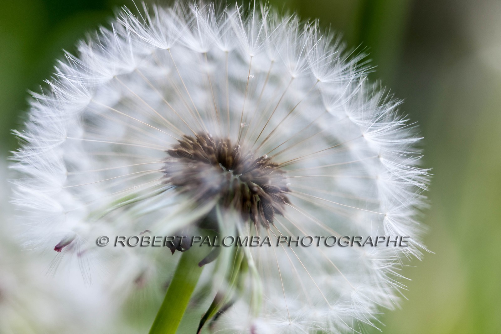 Pissenlit dit Taraxacum