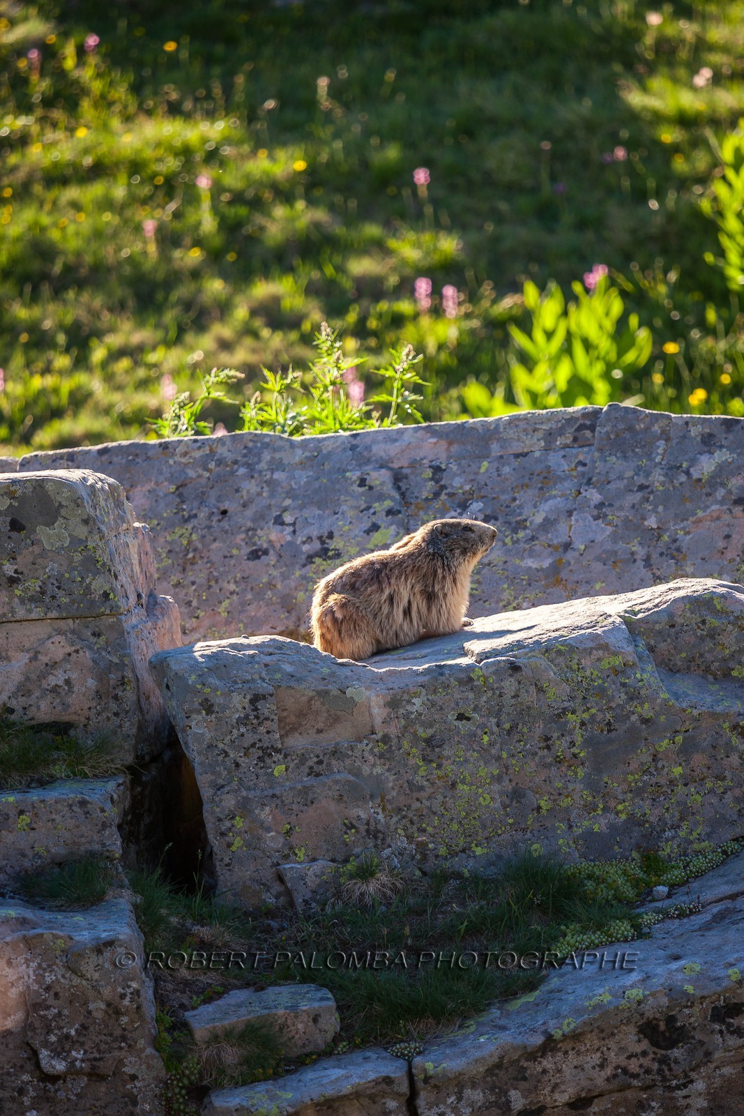 Marmotte, Marmota