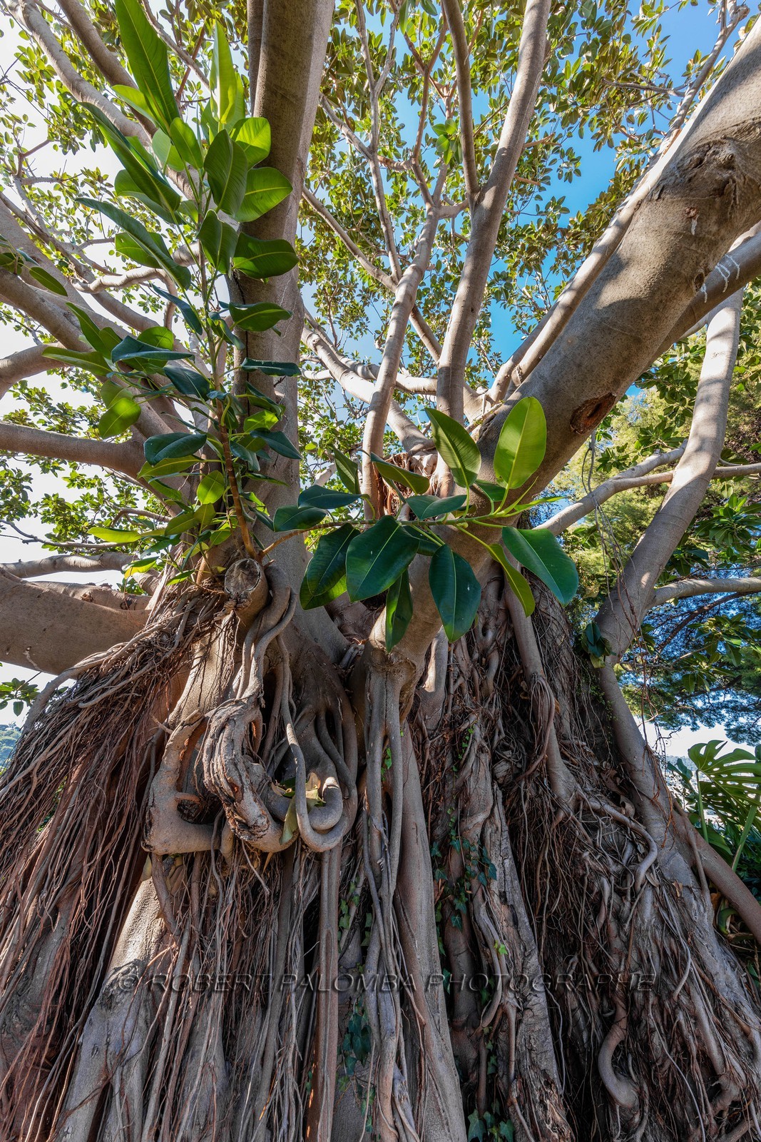 Saint-Jean-Cap-Ferrat