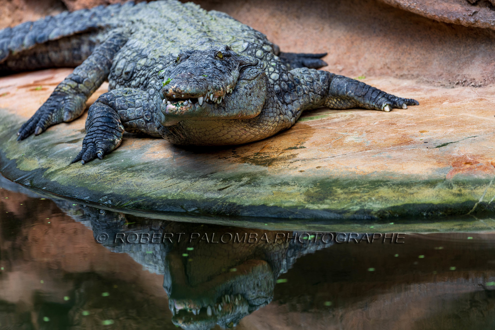 La Ferme aux crocodiles