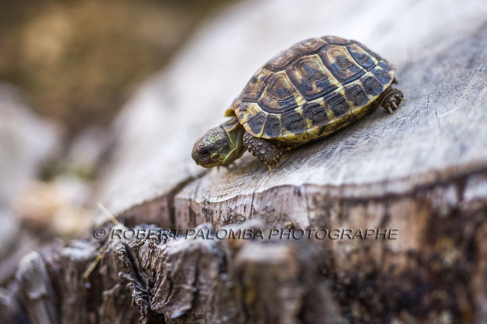 Tortue d'Hermann, Testudo hermanni