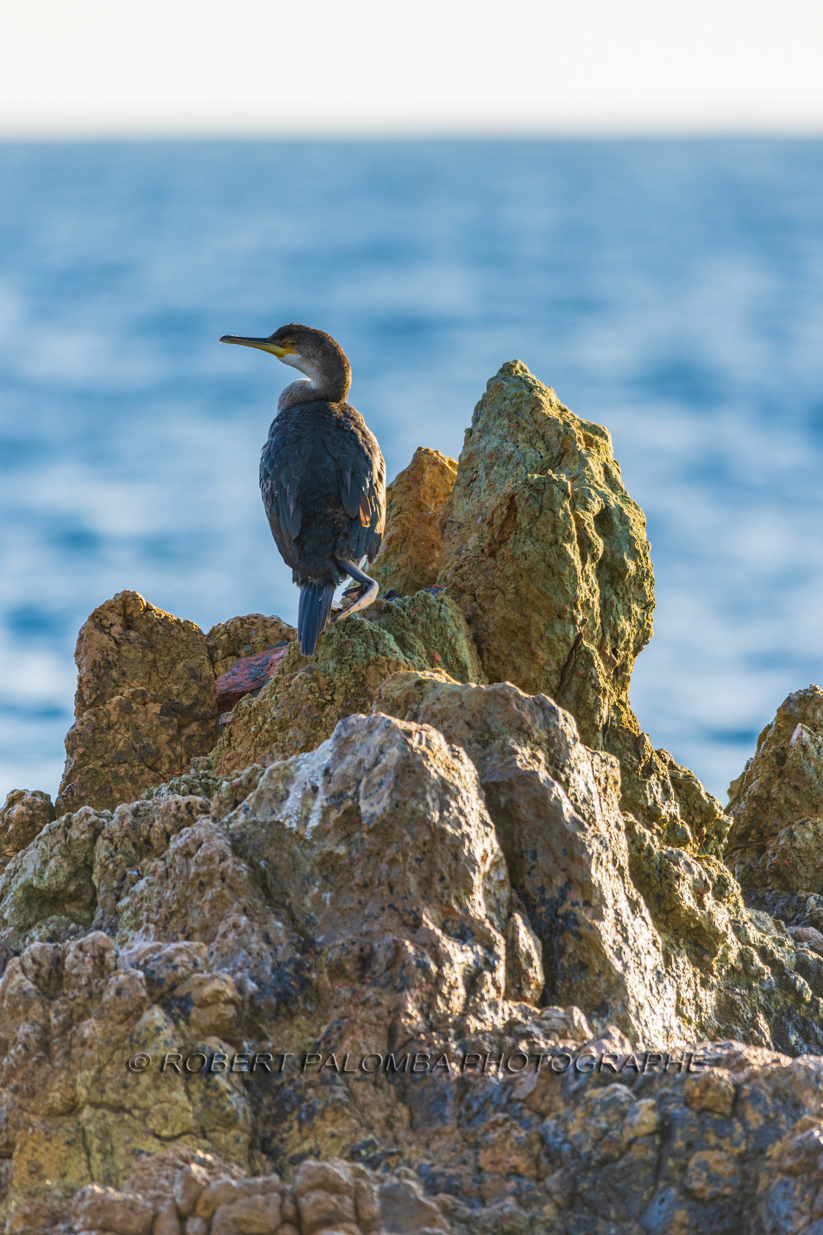 Cormoran huppé immature