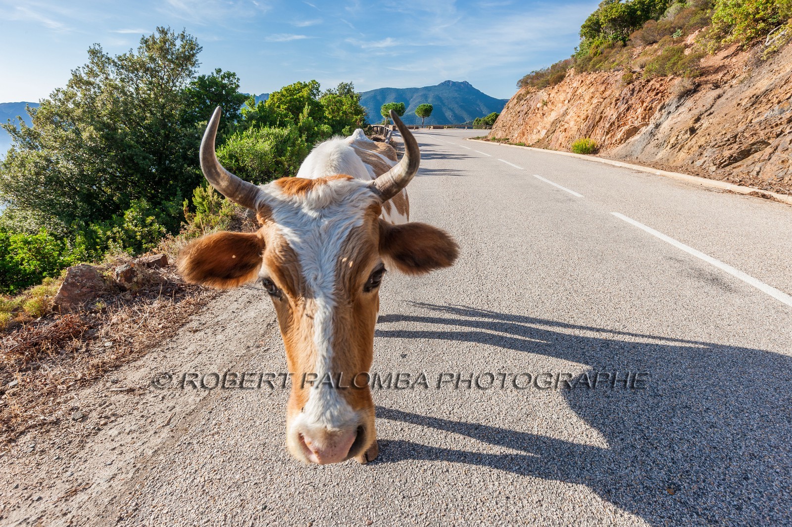 Vache corse
