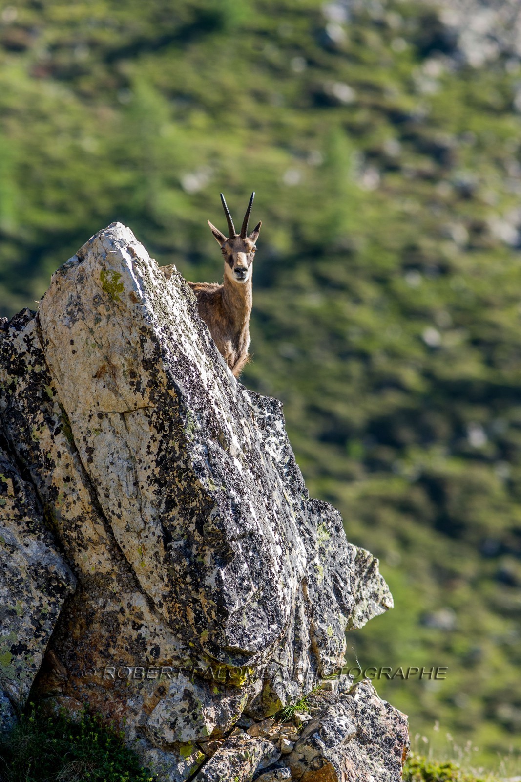 Chamois
