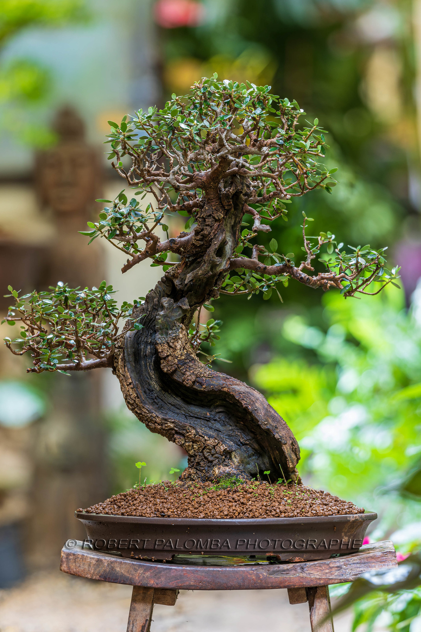 Bonsai Center