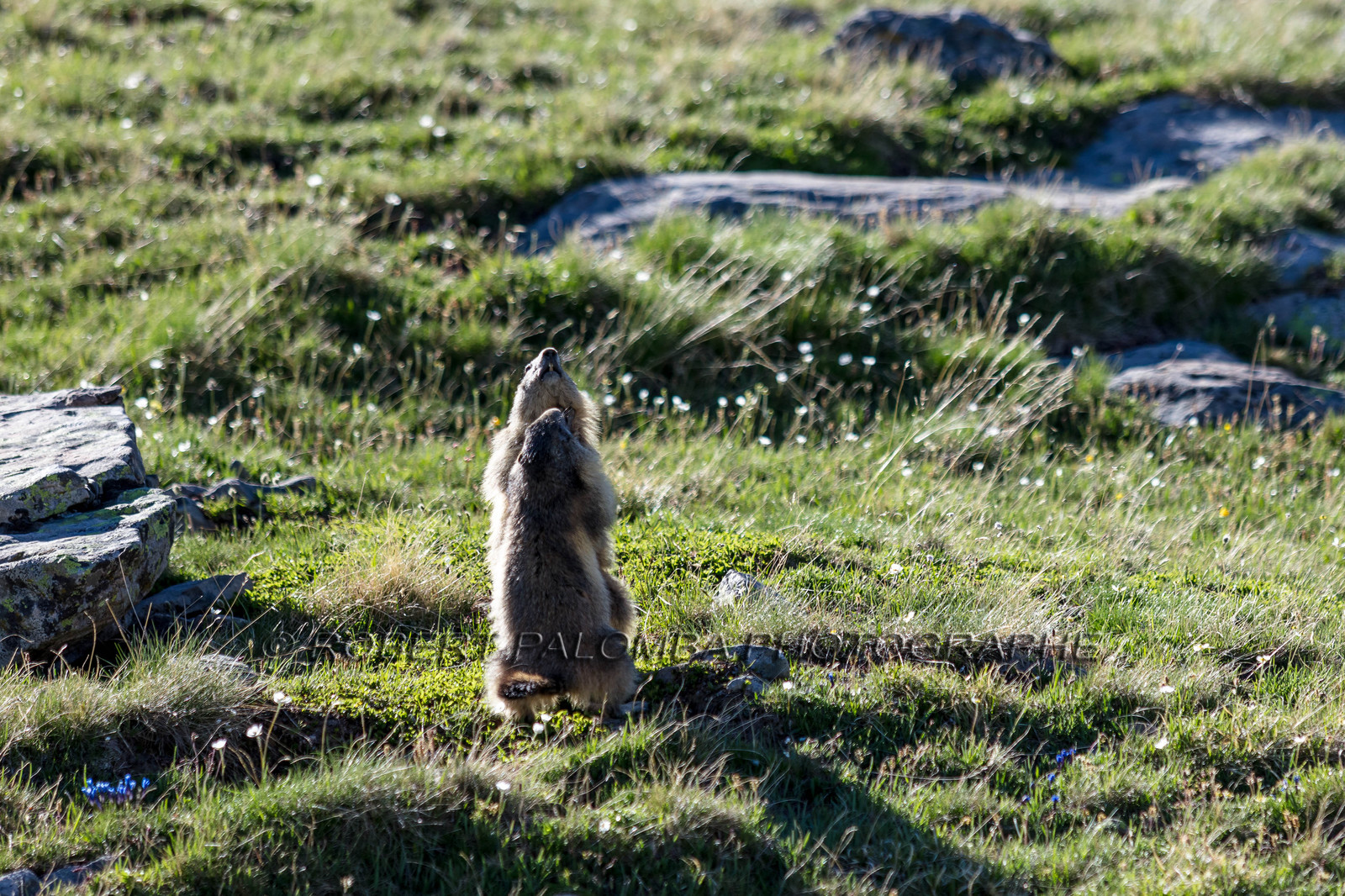Marmotte, Marmota