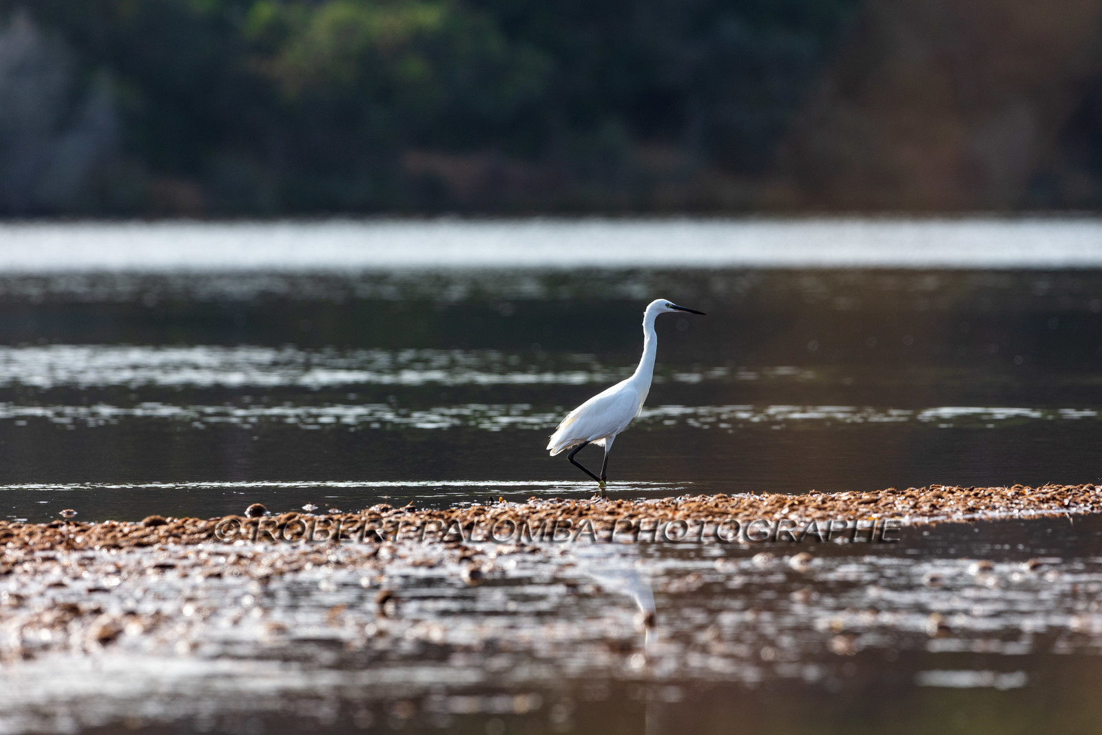 Grande Aigrette