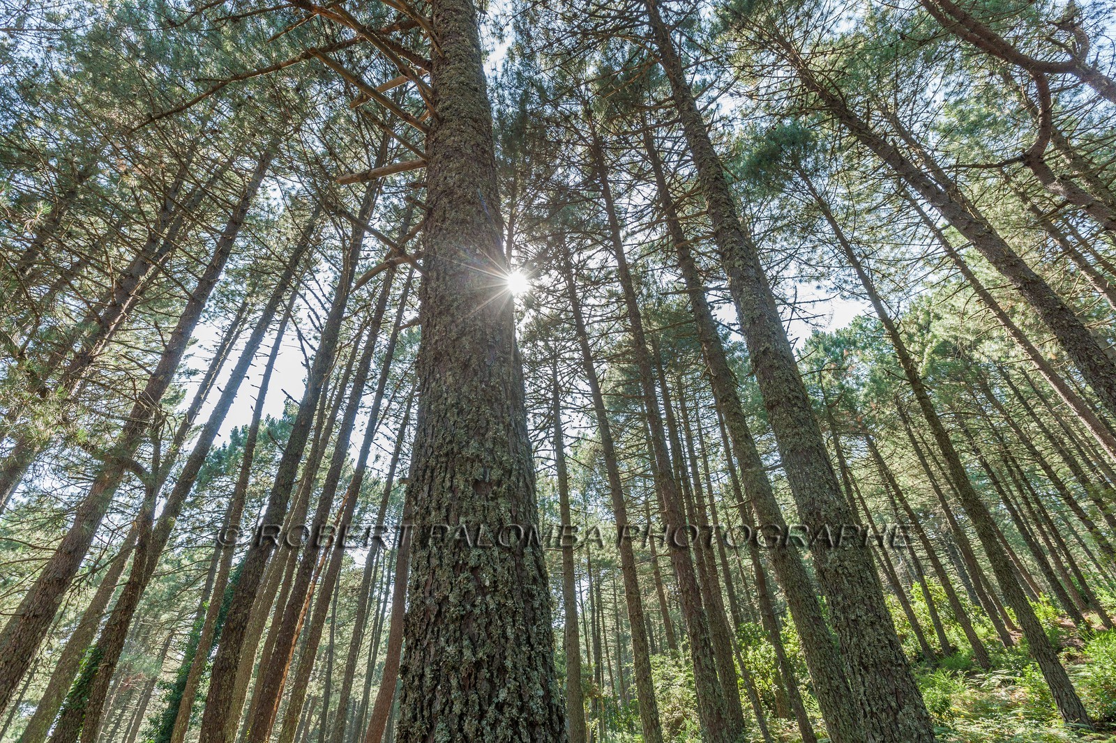 Forêt de l'Ospédale