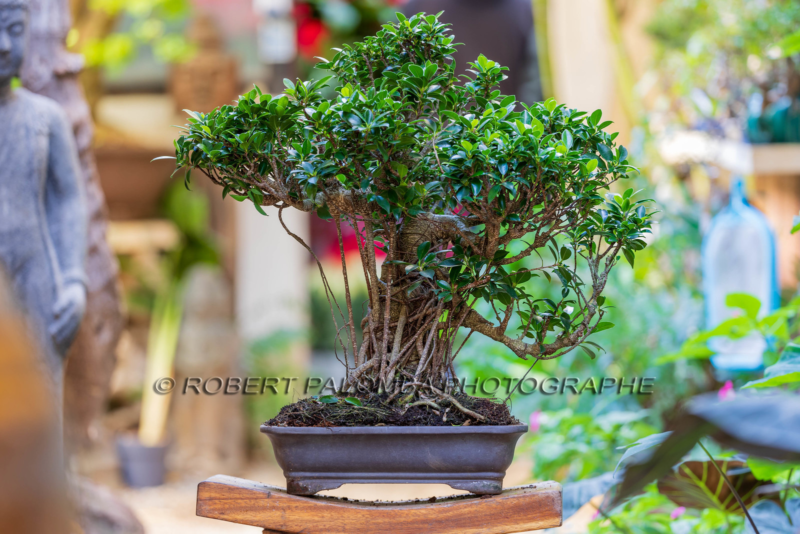 Bonsai Center