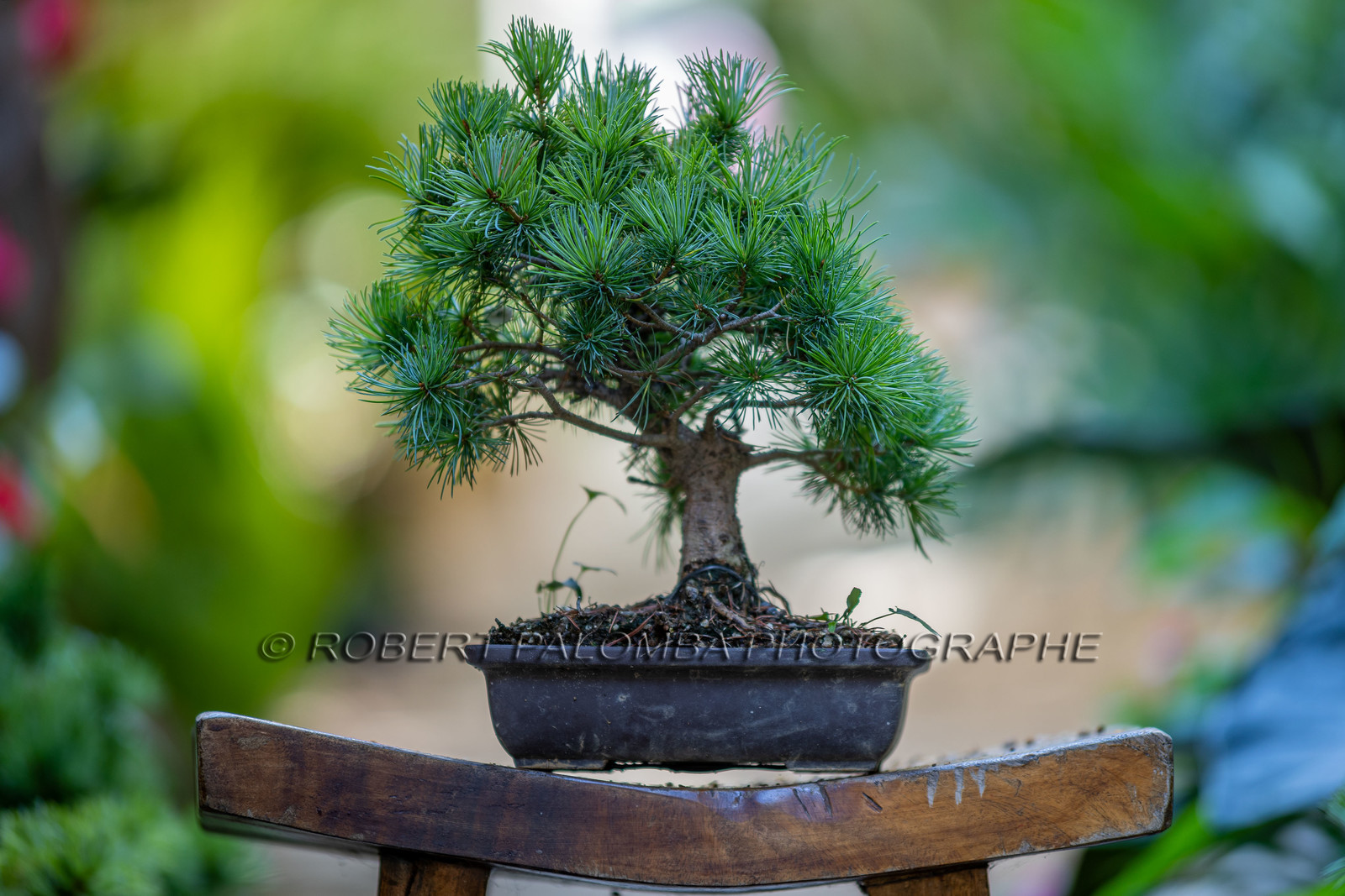 Bonsai