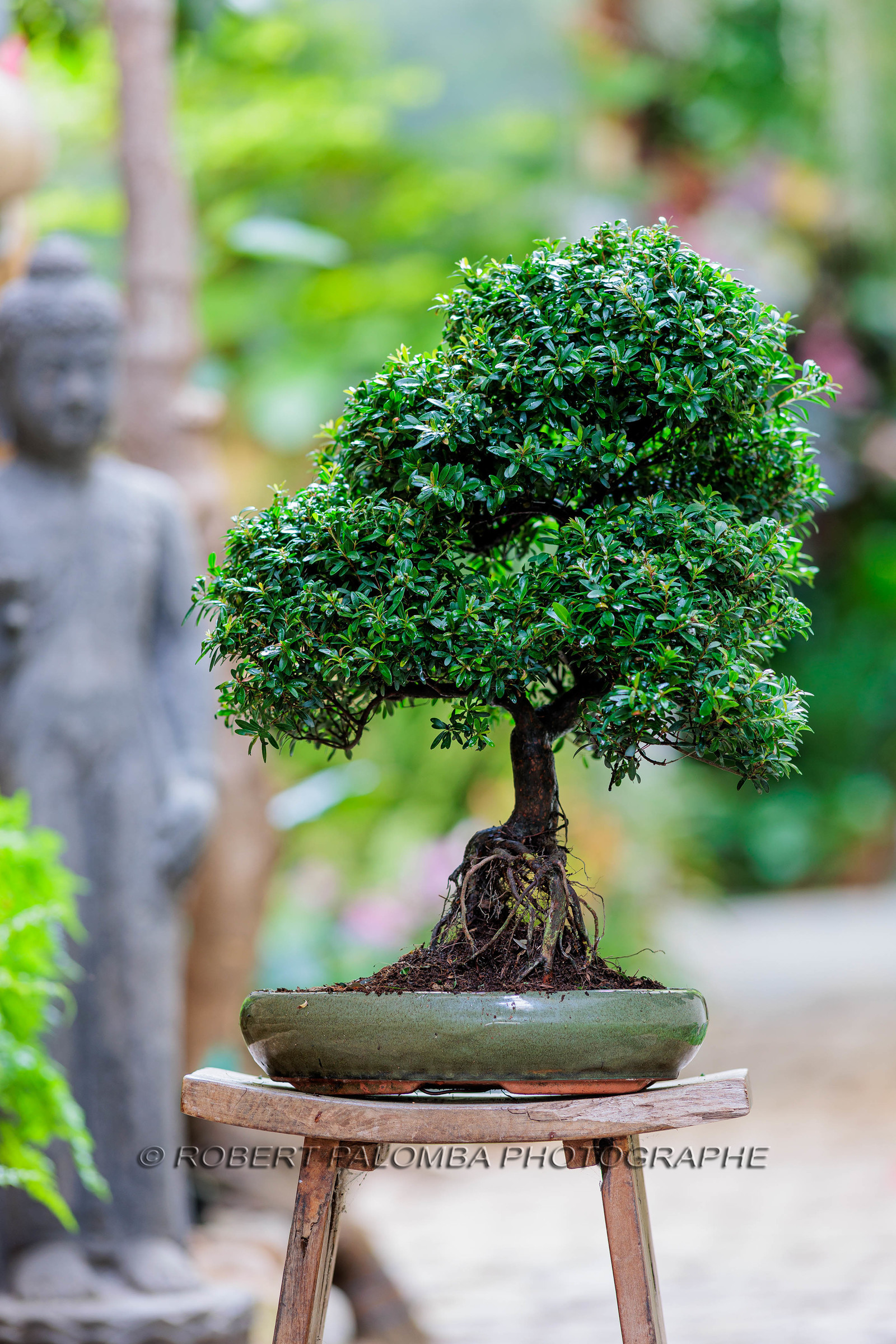 Bonsai