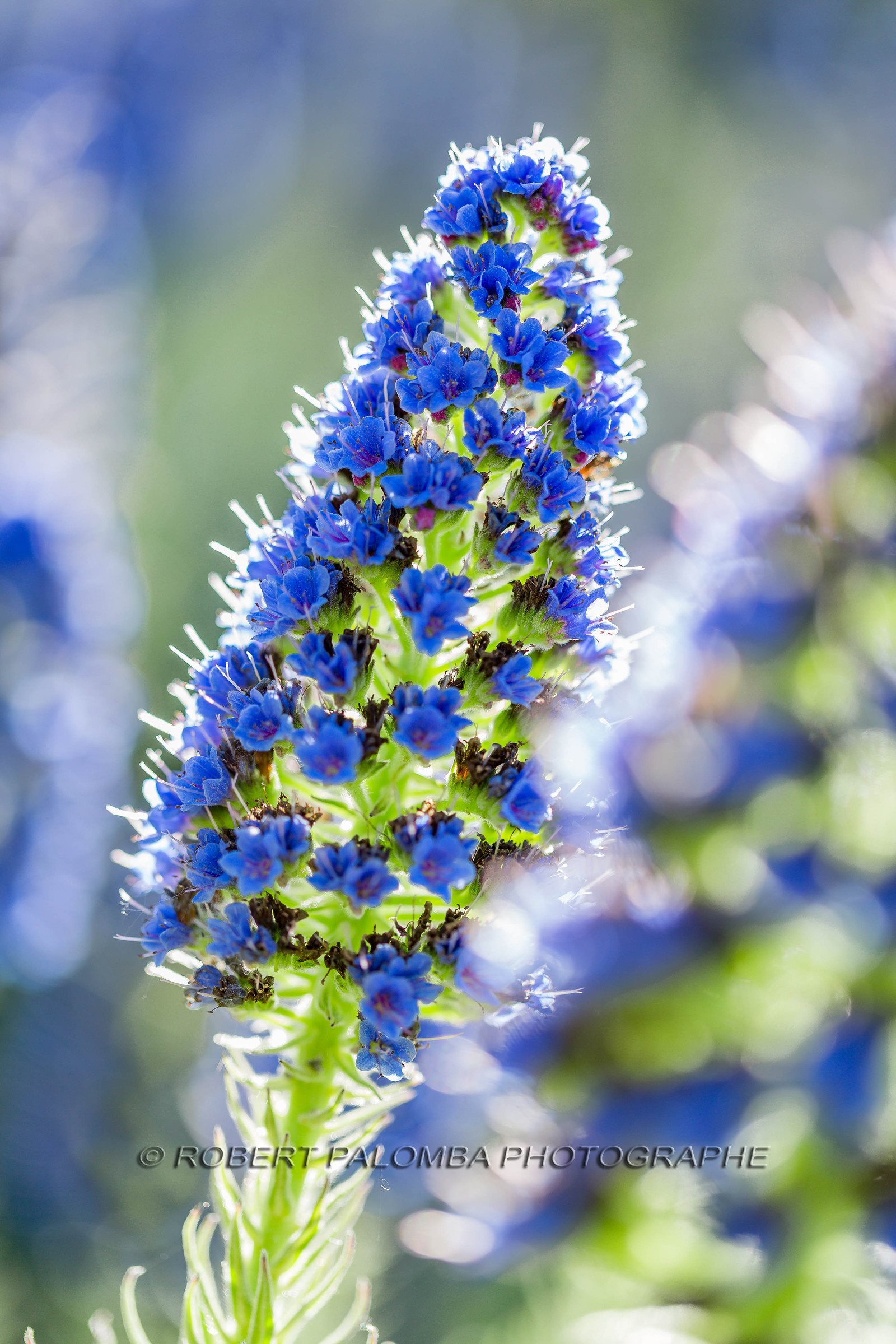 Flore Méditerranéenne