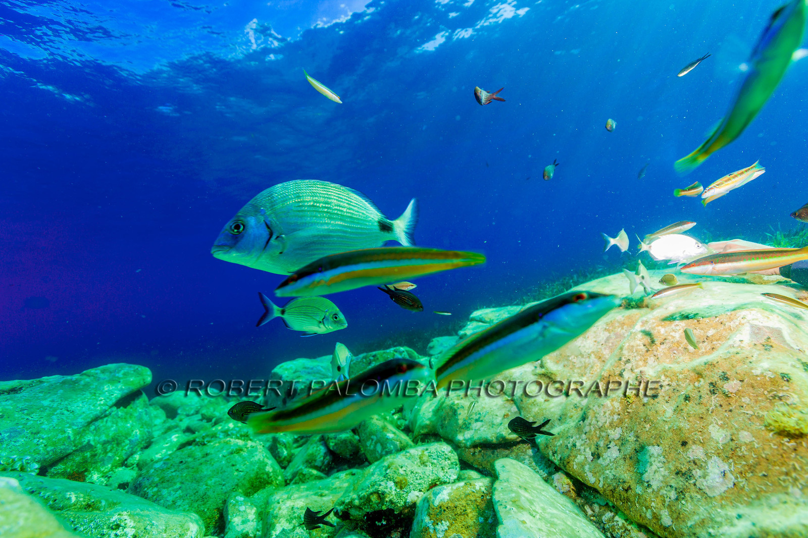 Plongée-sous-marine