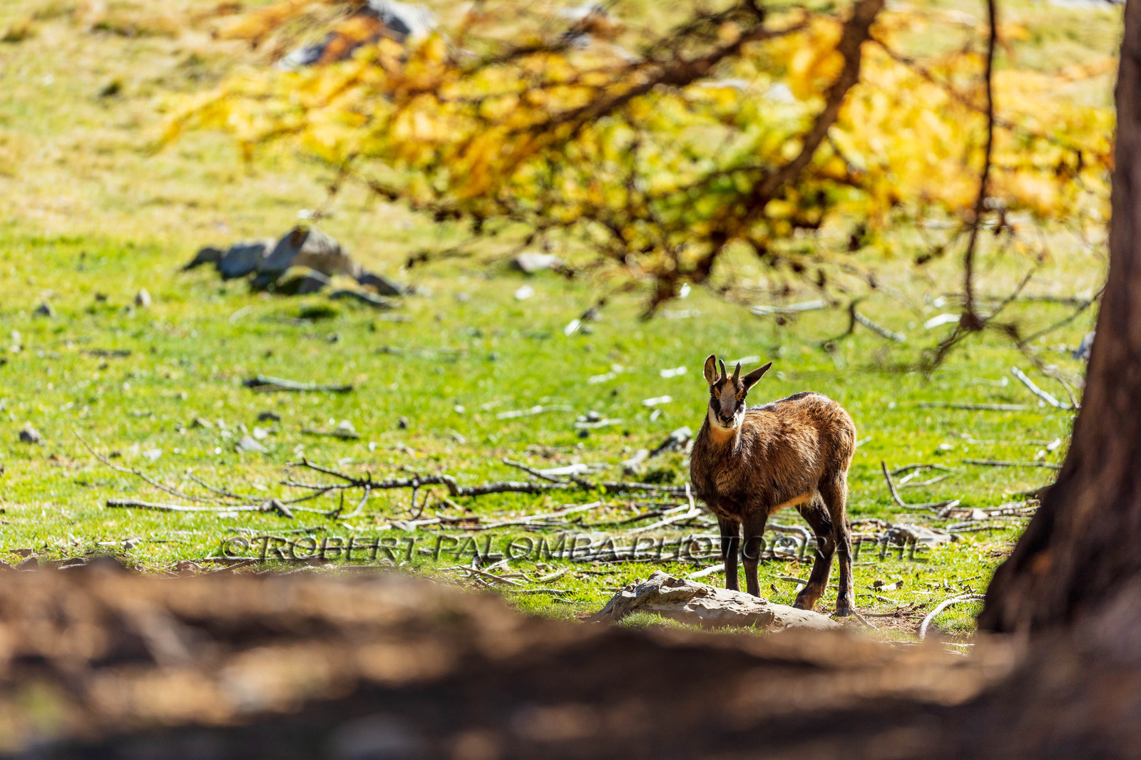 Chamois, Rupicapra rupicapra