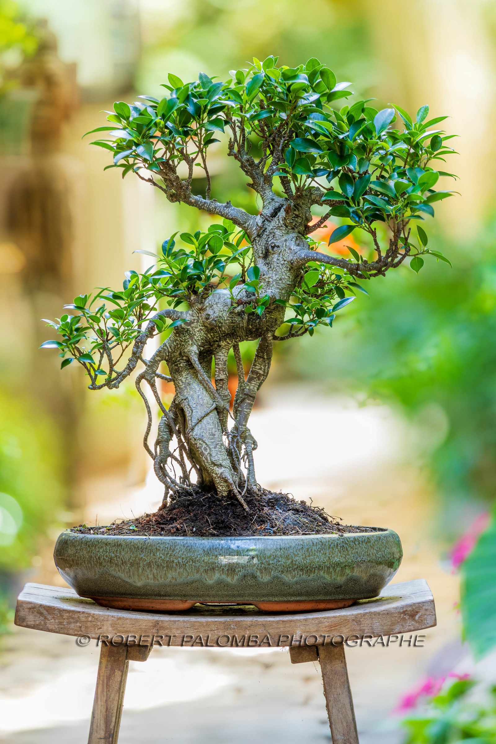 Bonsai Center