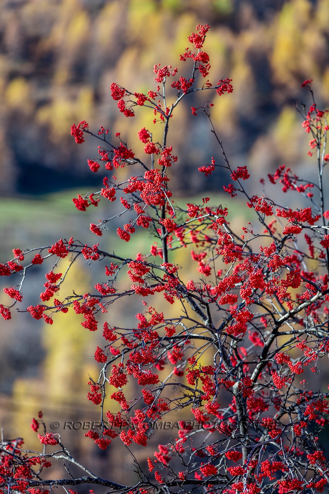 Sorbier des oiseleurs