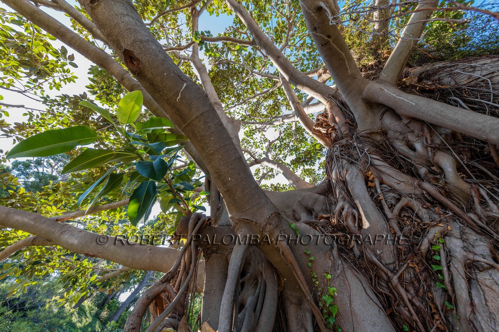 Saint-Jean-Cap-Ferrat